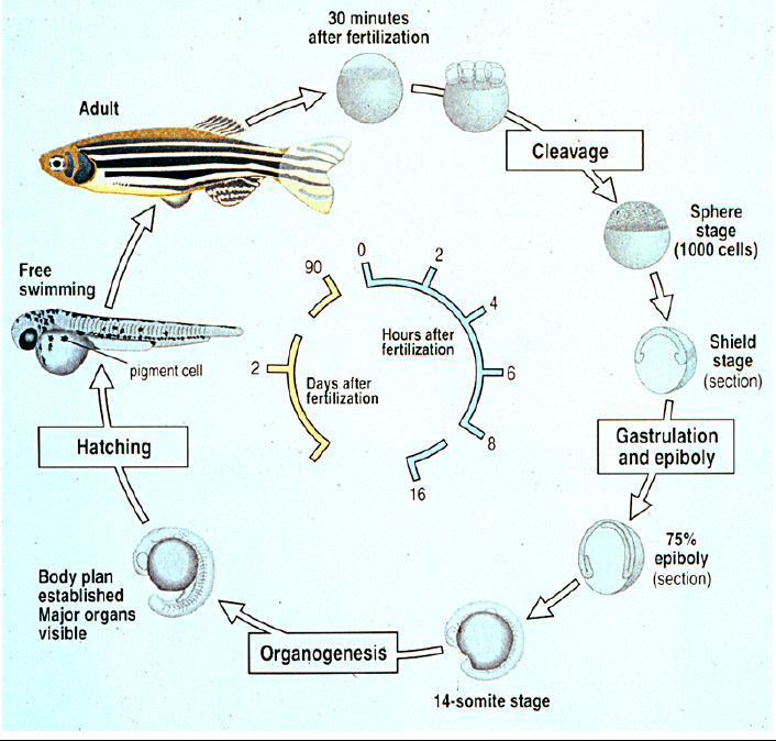 斑马鱼可以在短短几个月内从一个透明的胚胎变成水中的条纹“小斑马”