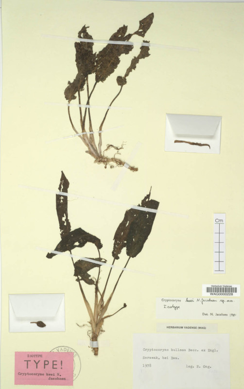 荷兰的 Wageningen Herbarium 手机的凤梨椒标本