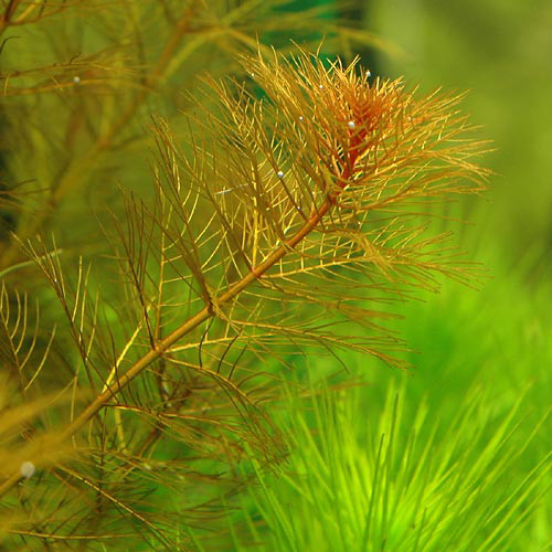 红狐尾藻