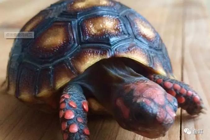 十大全球最受欢迎的发财龟