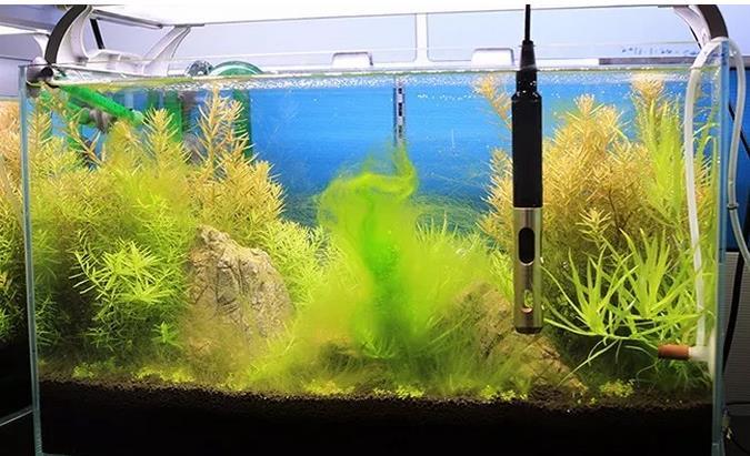水草缸如何预防藻类的产生？
