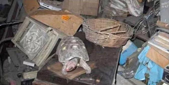 宠物龟被人遗忘仓库30年，一直无人喂养，主人离世它还活好好的