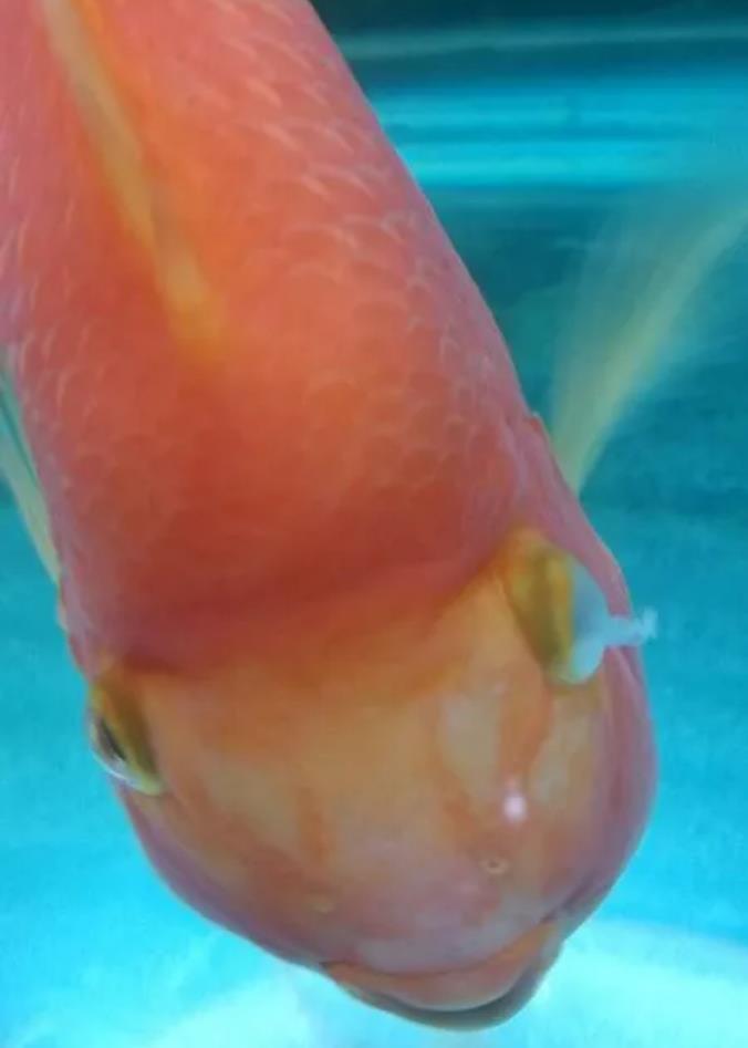 鹦鹉鱼眼睛凸出来，这要怎么治疗？