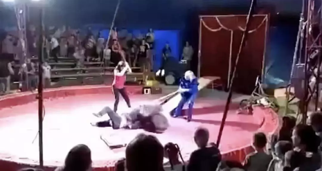 黑熊拒绝表演遭殴打 台上突然发飙撕咬驯兽员
