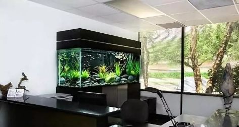 鱼缸风水学：卧室里能不能养鱼？