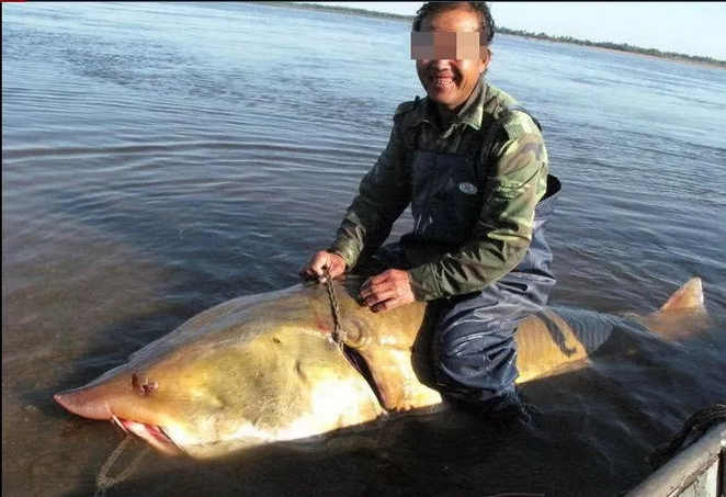 与恐龙生活过的淡水鱼，看这体型也不逊恐龙