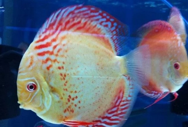 世界上最漂亮的12种观赏鱼