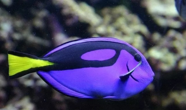 世界上最漂亮的12种观赏鱼