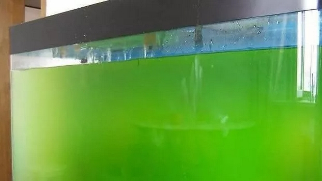 鱼缸水呈绿色的，对鱼有什么危害？