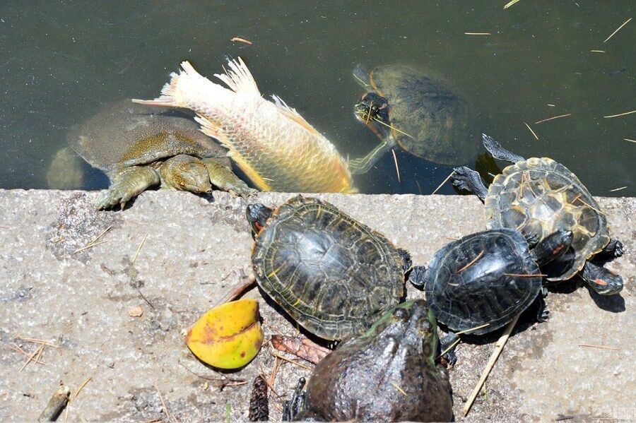 放生巴西龟，就是在破坏生态系统