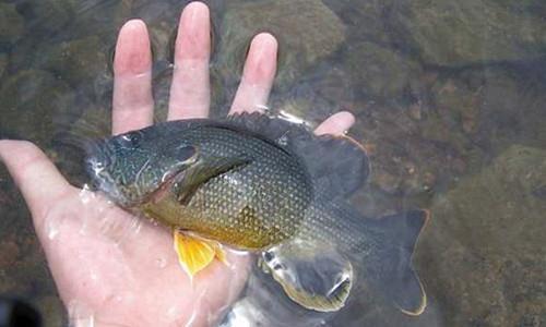 这几种水族生物万万不可放生！否则后果不堪设想