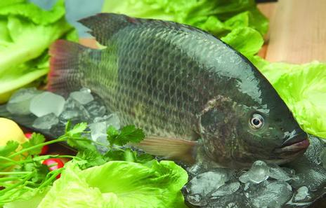 这几种水族生物万万不可放生！否则后果不堪设想