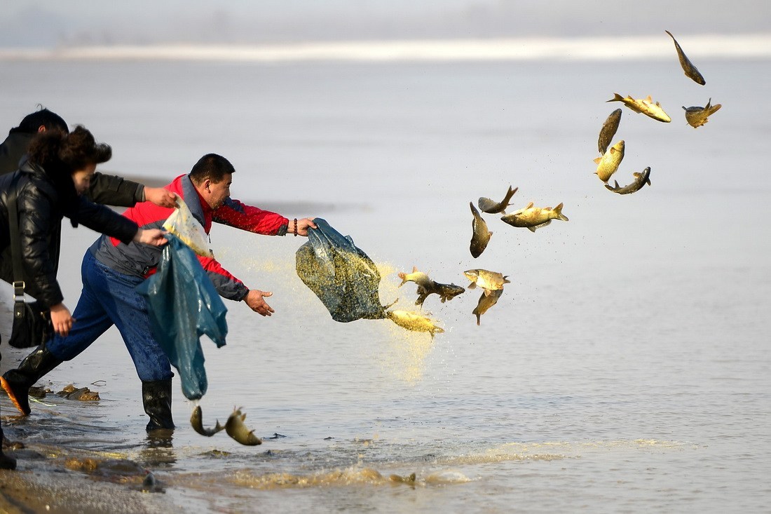 这几种水族生物万万不可放生！否则后果不堪设想