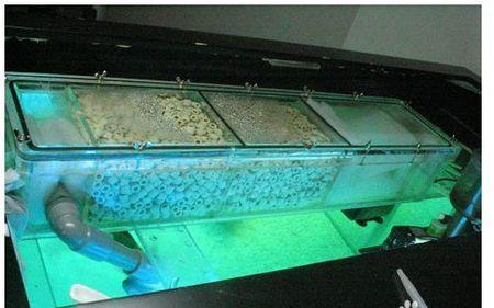 硝化细菌能净化水质、治疗观赏鱼疾病吗？