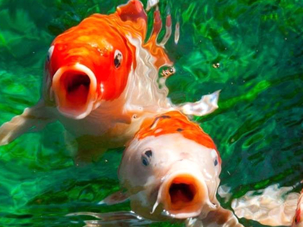 氧气泵在工作为什么鱼还会缺氧呢？