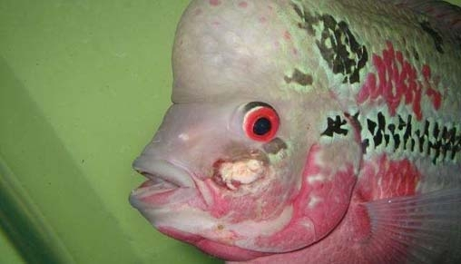 观赏鱼最烦人的病症之一：烂鳃病
