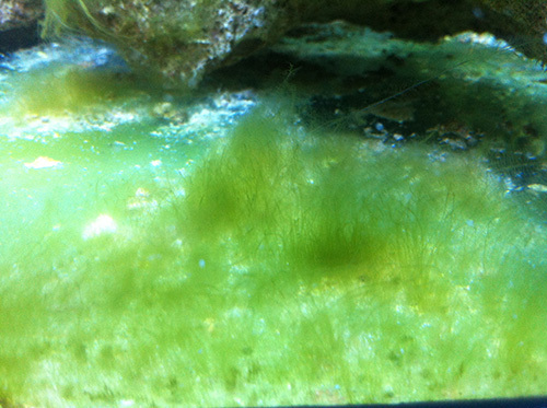 鱼缸抑制藻类良招