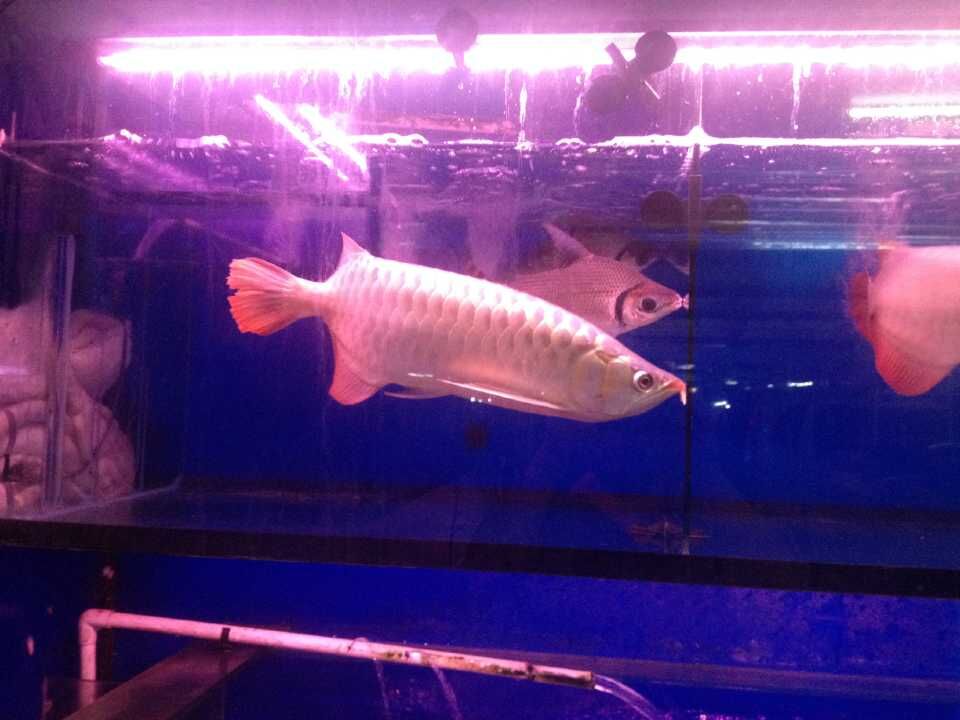 鱼缸照明灯的选择对水草、爱鱼的影响