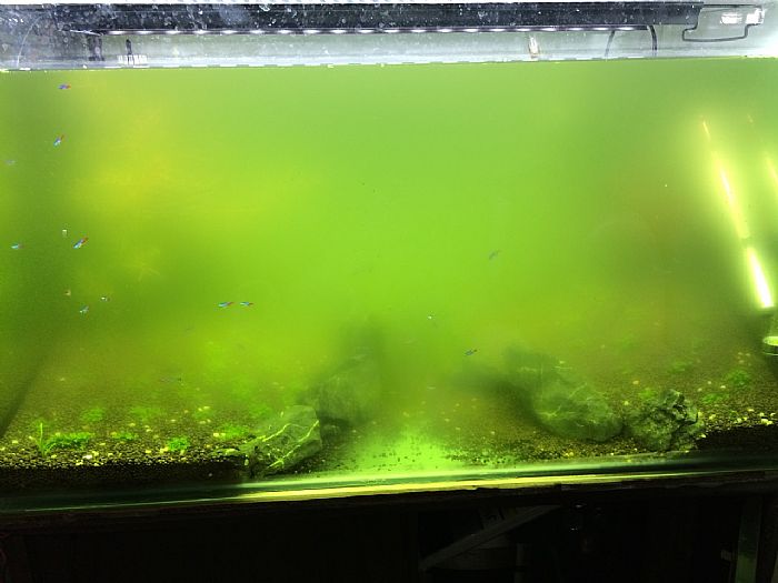 鱼缸绿水其实很好解决，不信进来看看！