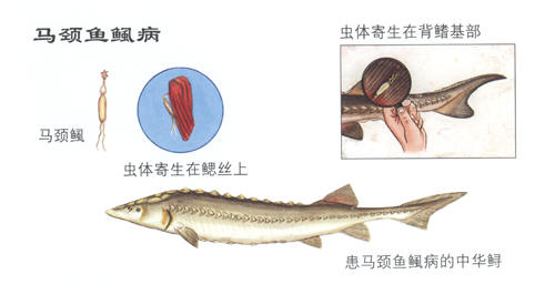 鱼儿常见几种病的治疗方法，赶紧收藏（四）