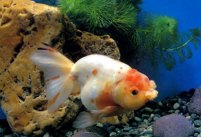 观赏鱼得肠炎是什么原因引起的呢？