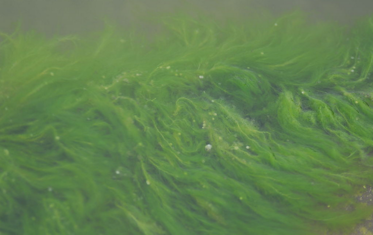 池塘养鱼中这几种藻类有极大的危害