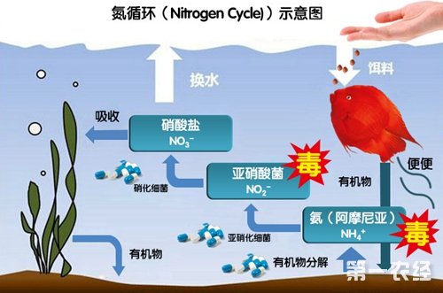 鱼缸新水变老水，只需要几个步骤