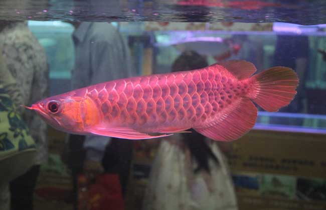 红龙鱼能活几年？
