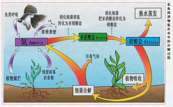 三招教你快速培养硝化细菌