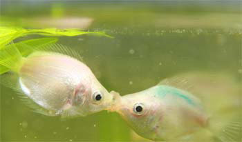 这样繁殖接吻鱼才是最好的，你知道么？