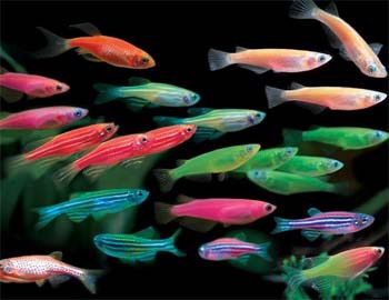 红绿灯鱼的饲养与繁殖
