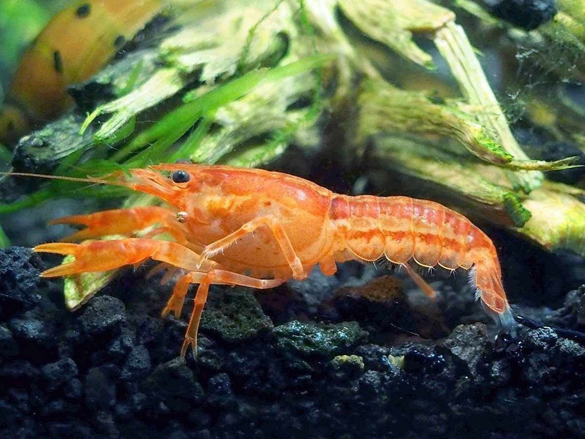 草缸可以放养侏儒鳌虾吗：关于鳌虾吃草抓鱼的那些事儿