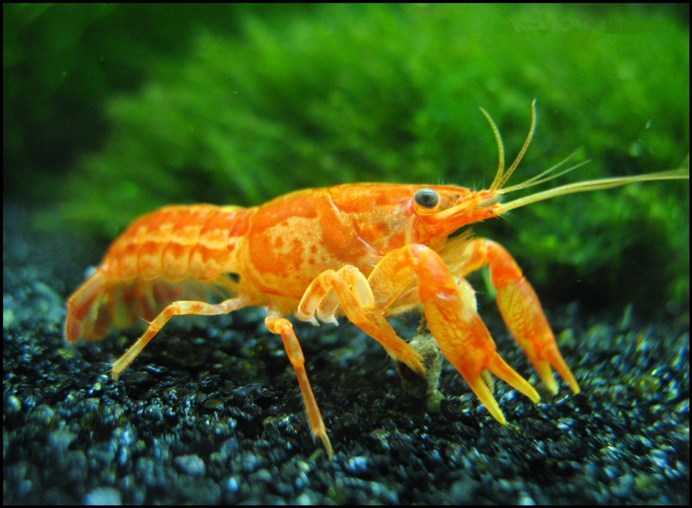 草缸可以放养侏儒鳌虾吗：关于鳌虾吃草抓鱼的那些事儿