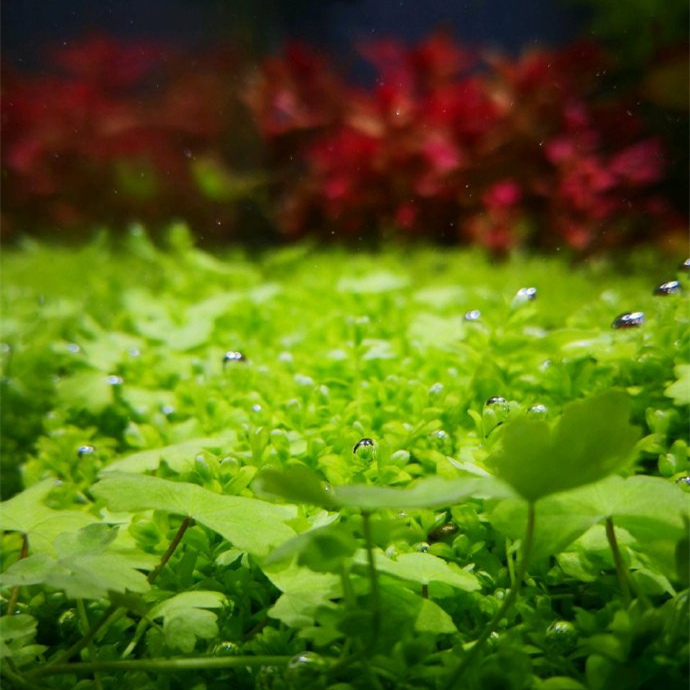 光照对水草的影响：显色、形态、藻类控制