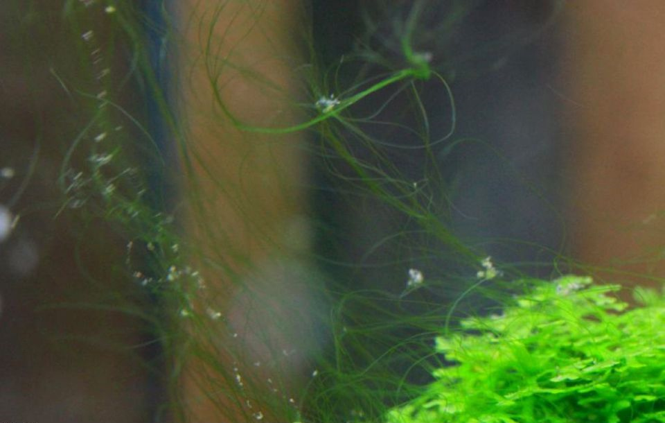 草缸常见水藻种类与防控办法：水绵（发藻）