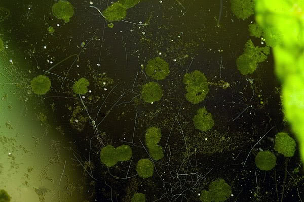 草缸常见水藻种类与防控办法：绿斑藻
