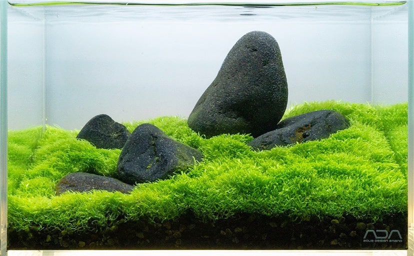 挖耳草资料、图片：水草缸中最漂亮的前景草坪