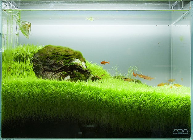 挖耳草资料、图片：水草缸中最漂亮的前景草坪