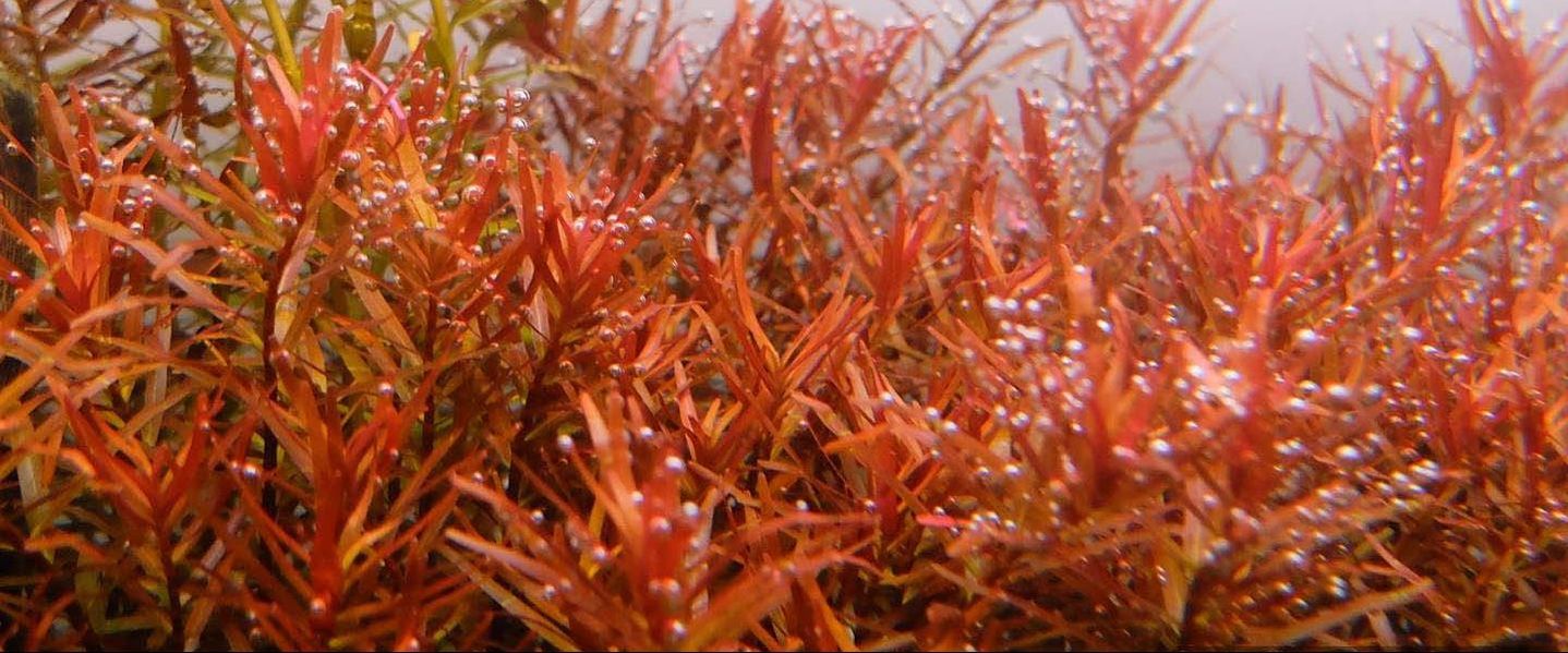 红宫廷水草资料、图片：最适合新手的红色水草