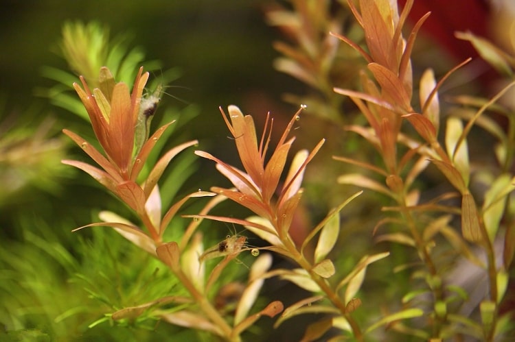 红宫廷水草资料、图片：最适合新手的红色水草