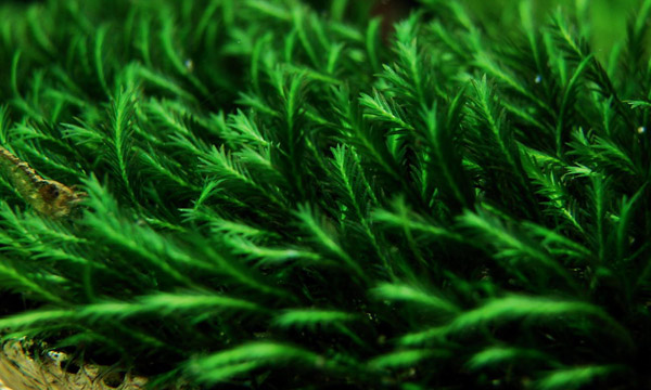凤尾莫丝资料、图片：水草中的凤凰羽毛