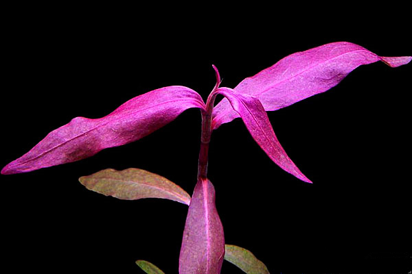 紫艳柳水草：紫艳柳图片、栽培资料