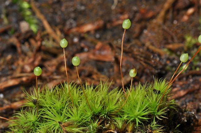 梨蒴珠莫丝（苹果莫丝）水草：梨蒴珠莫丝图片、资料