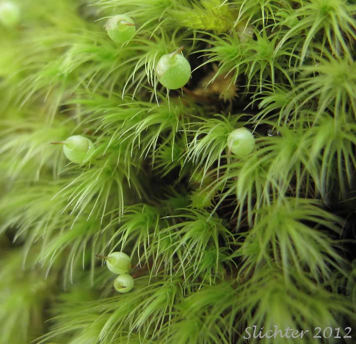 梨蒴珠莫丝（苹果莫丝）水草：梨蒴珠莫丝图片、资料