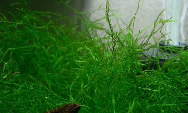 怪蕨莫丝资料、图片：长相如海藻的奇怪蕨类植物
