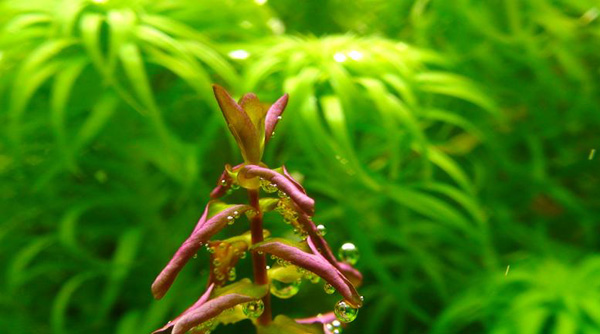 稻穗II型水草：稻穗II资料、图片、生长特征