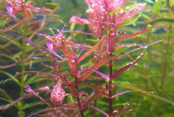 尖叶红蝴蝶水草：尖叶红蝴蝶图片、种植资料