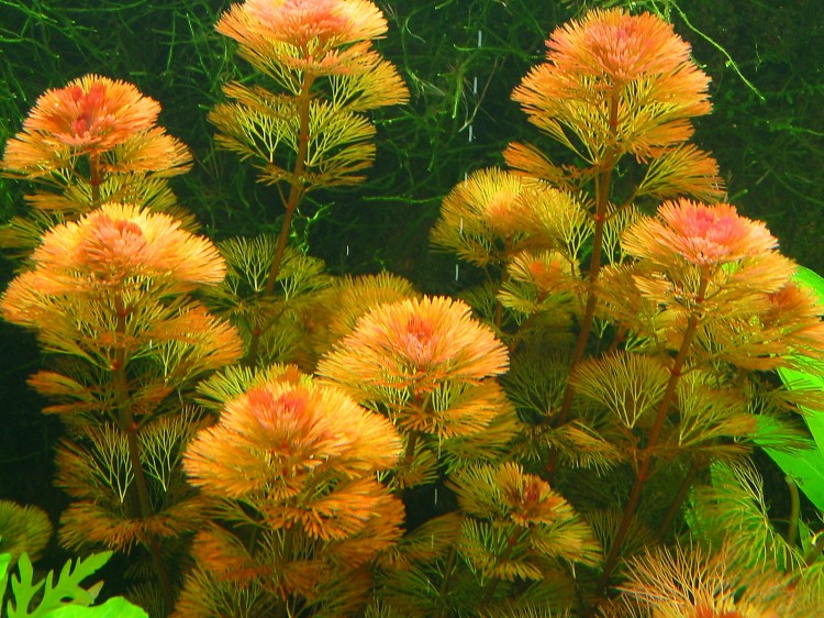 红菊花水草：红菊花草图片、种植资料