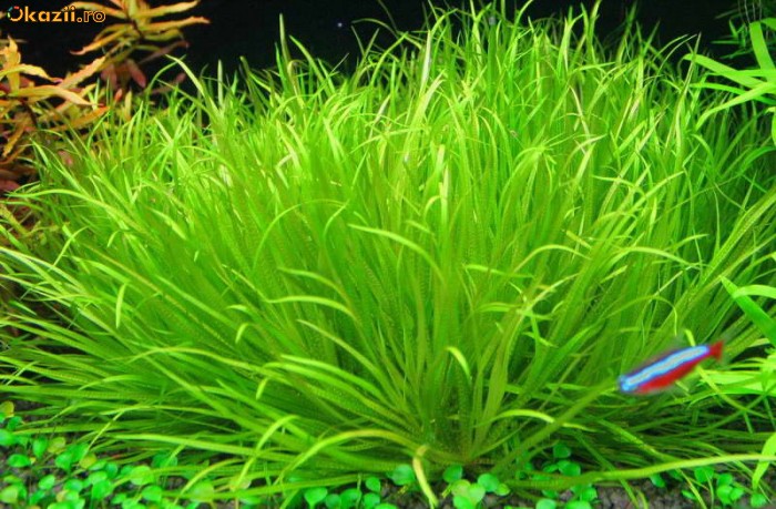日本箦藻水草：日本箦藻资料、种植方法、图片