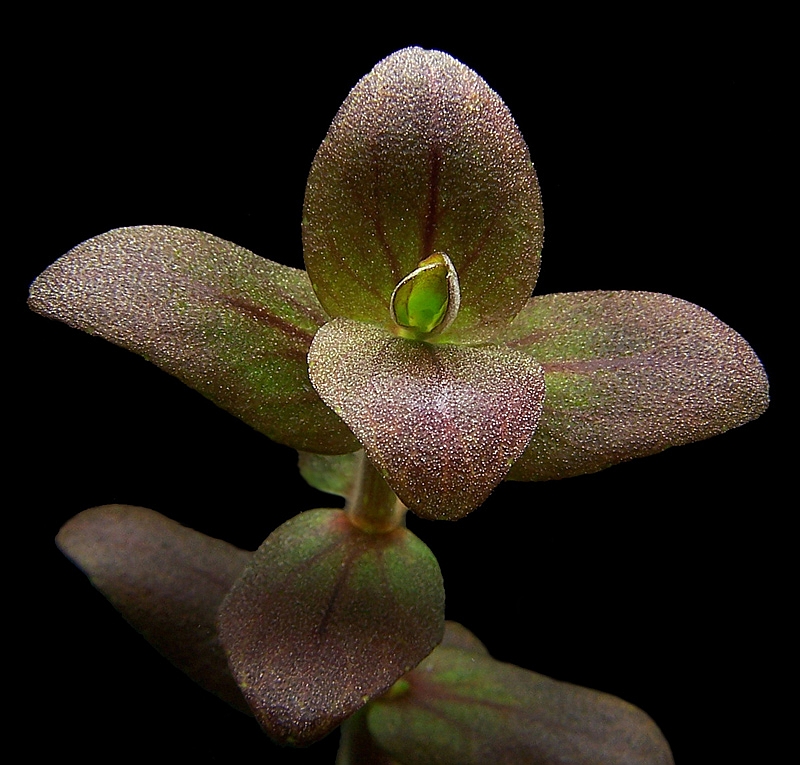 紫虎耳水草：紫虎耳高清图片、种植资料